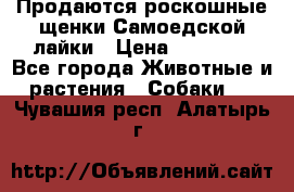 Продаются роскошные щенки Самоедской лайки › Цена ­ 40 000 - Все города Животные и растения » Собаки   . Чувашия респ.,Алатырь г.